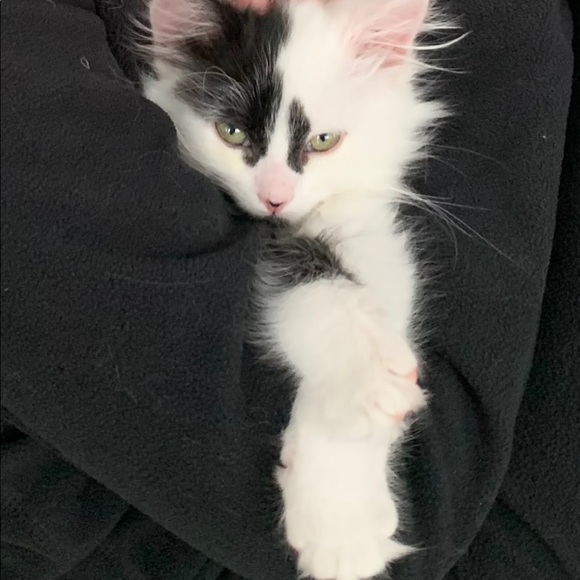 Meet your Posher, Donna - Picture 1 of 1